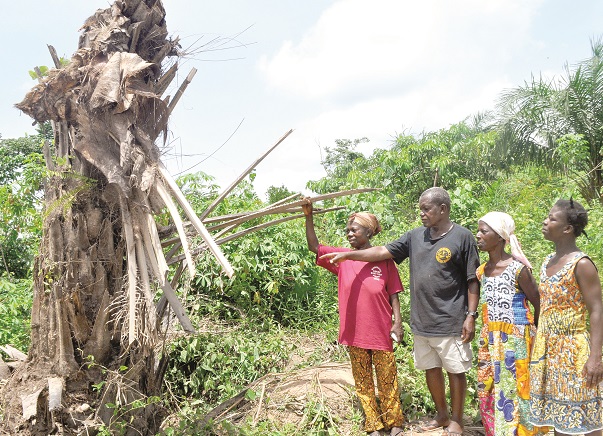 Opanin Kwanin Appiah and some relatives watching the mysterious palm tree